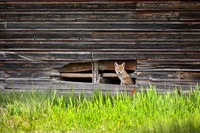 coyote puppies (Canis latrans)