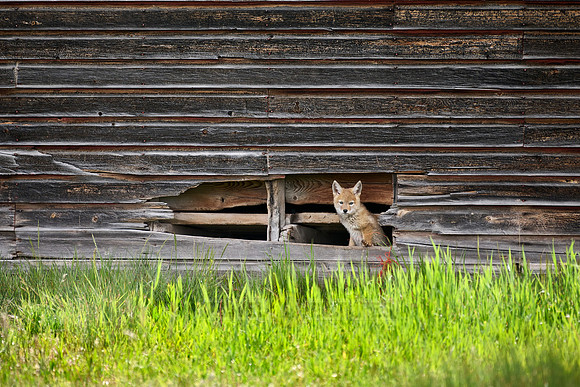coyote puppies (Canis latrans)