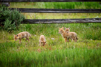 coyote puppies (Canis latrans)