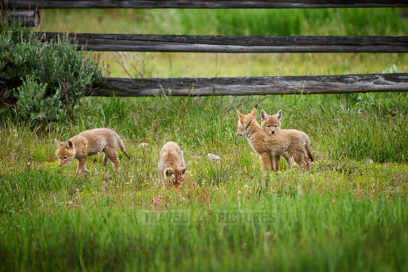 coyote puppies (Canis latrans)