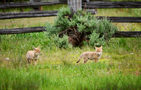 coyote puppies (Canis latrans)