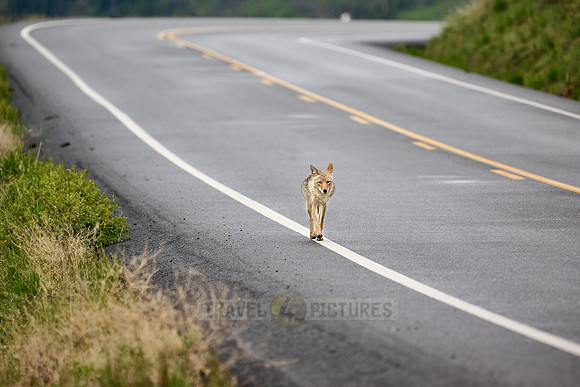 coyote (Canis latrans) walking along a road