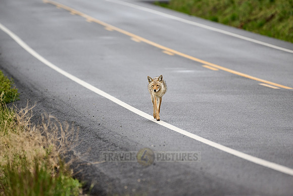 coyote (Canis latrans) walking along a road
