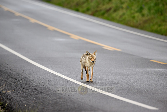 coyote (Canis latrans) walking along a road