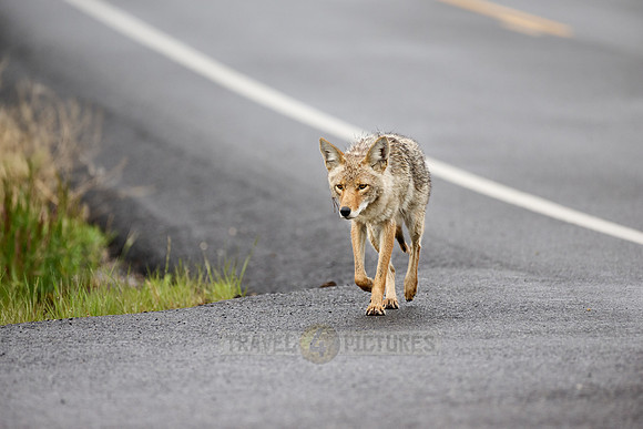 coyote (Canis latrans) walking along a road
