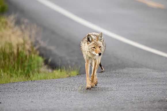 coyote (Canis latrans) walking along a road