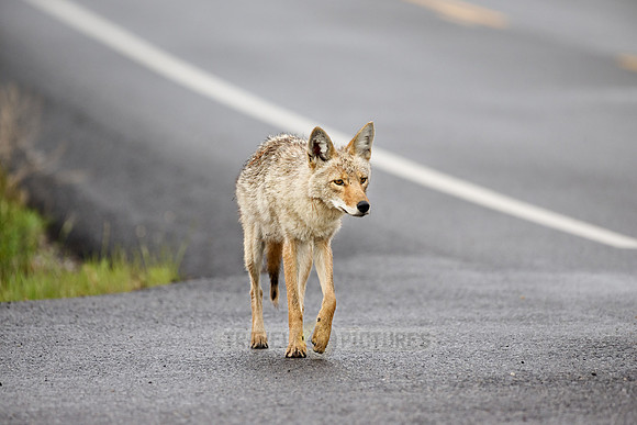 coyote (Canis latrans) walking along a road
