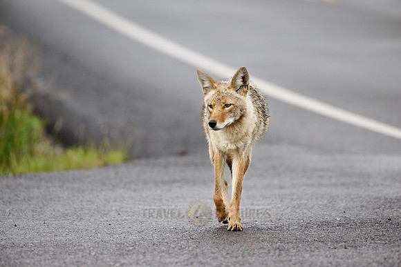 coyote (Canis latrans) walking along a road