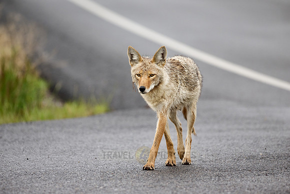 coyote (Canis latrans) walking along a road