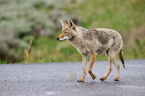 coyote (Canis latrans) walking along a road