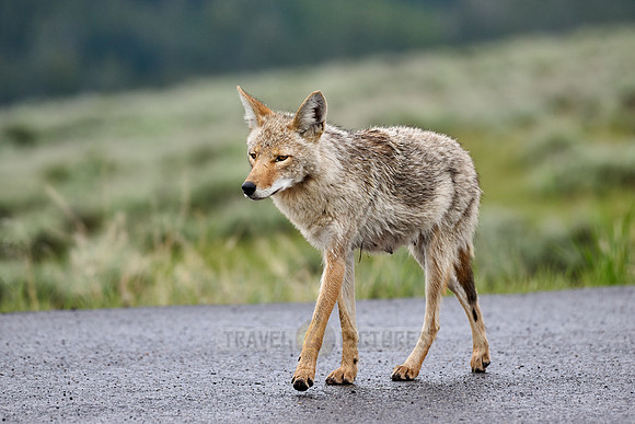 coyote (Canis latrans) walking along a road