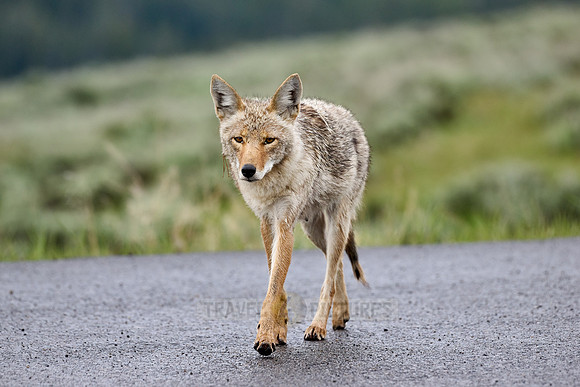 coyote (Canis latrans) walking along a road