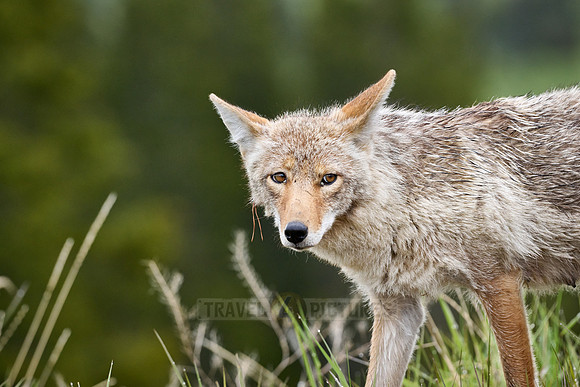 coyote (Canis latrans)
