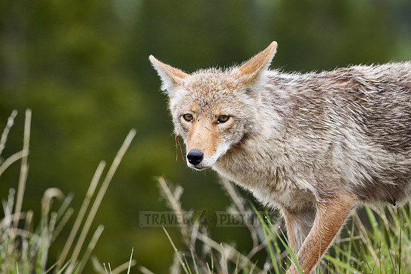 coyote (Canis latrans)