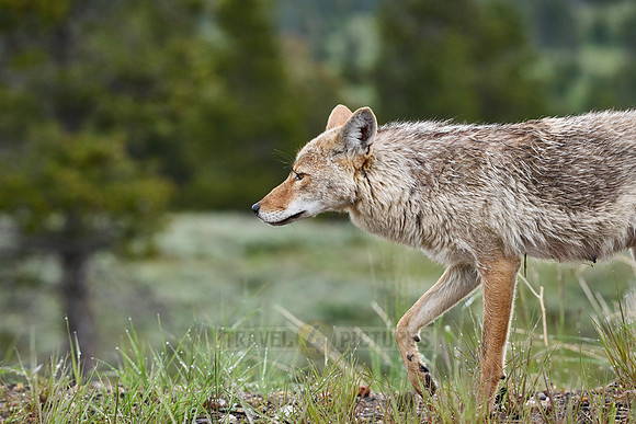 coyote (Canis latrans)