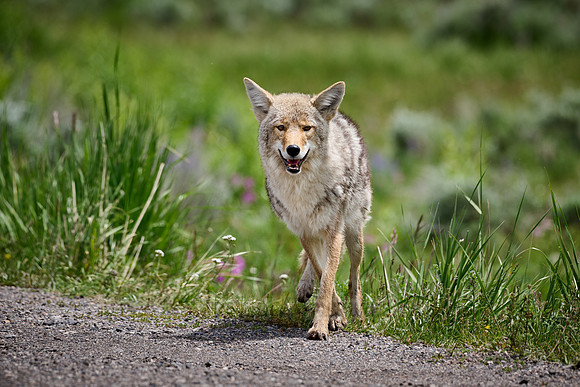 coyote (Canis latrans)