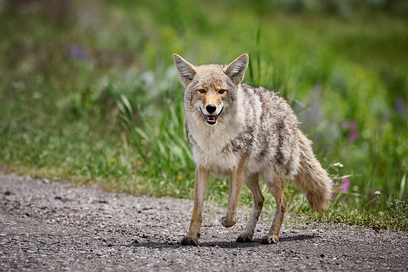 coyote (Canis latrans)