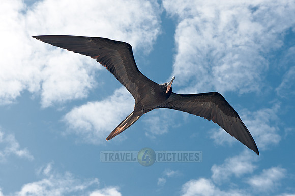 flying Frigatebird