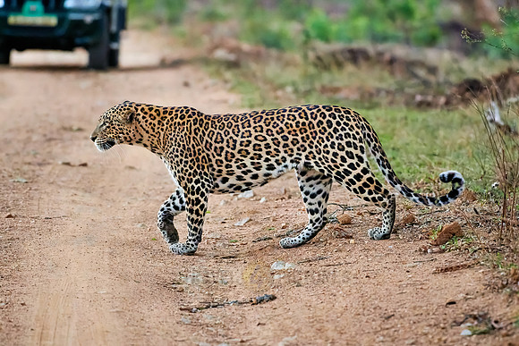 Indian leopard (Panthera pardus fusca)
