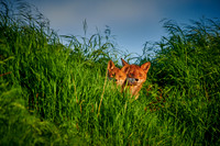 red fox (Vulpes vulpes) with cub hidden in the tall grass