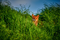 red fox (Vulpes vulpes) hidden in the tall grass