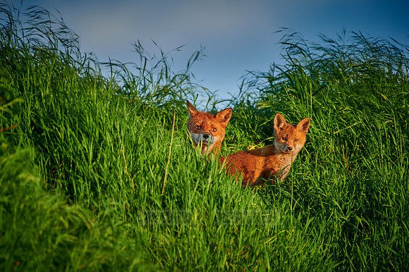 red fox (Vulpes vulpes) with puppy hidden in the tall grass