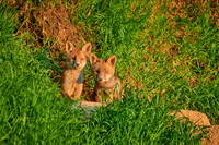 red fox (Vulpes vulpes), two fox pups in front of their den