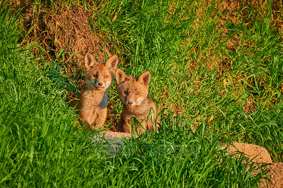 red fox (Vulpes vulpes), two fox pups in front of their den