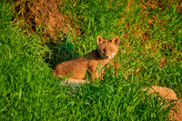 red fox (Vulpes vulpes), Fox puppy in front of den