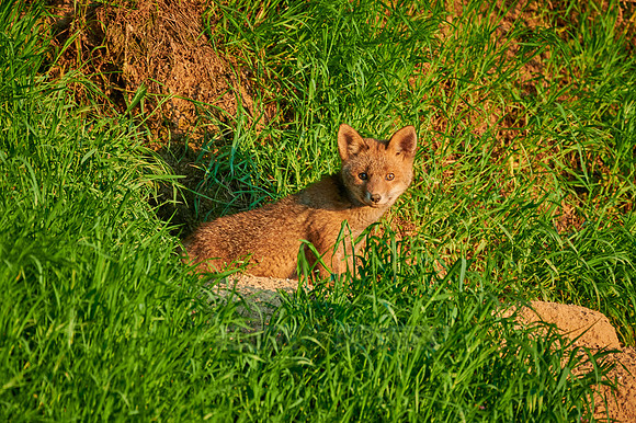 red fox (Vulpes vulpes), Fox puppy in front of den
