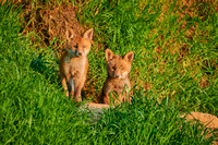 red fox (Vulpes vulpes), two fox pups in front of their den