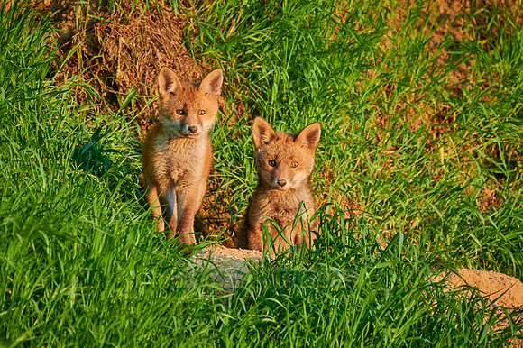 red fox (Vulpes vulpes), two fox pups in front of their den