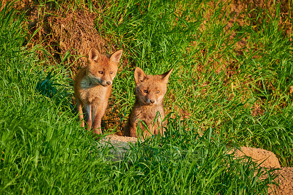 red fox (Vulpes vulpes), two fox pups in front of their den