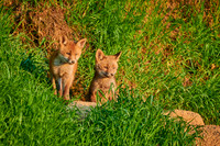 red fox (Vulpes vulpes), two fox pups in front of their den