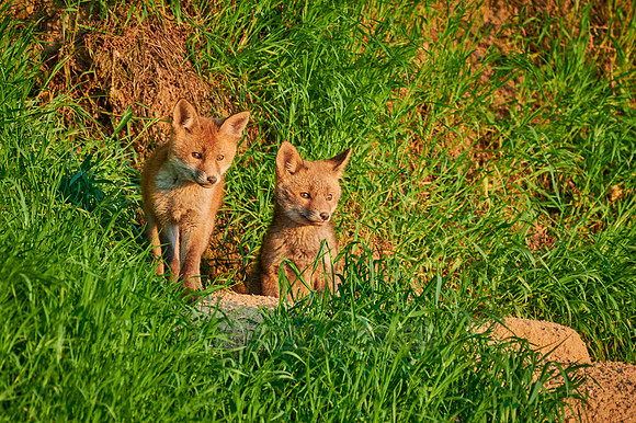 red fox (Vulpes vulpes), two fox pups in front of their den