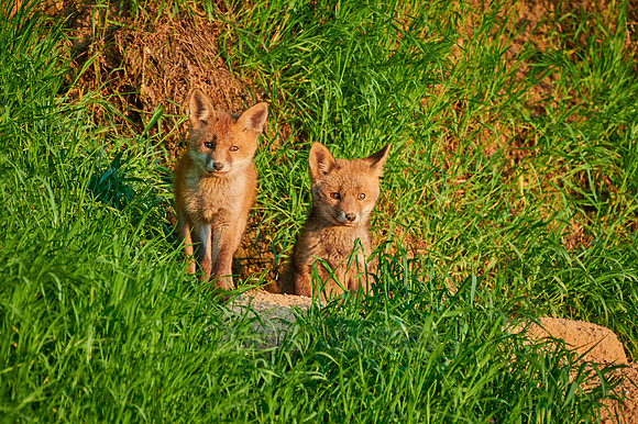 red fox (Vulpes vulpes), two fox pups in front of their den