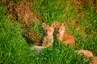 red fox (Vulpes vulpes), two fox pups in front of their den