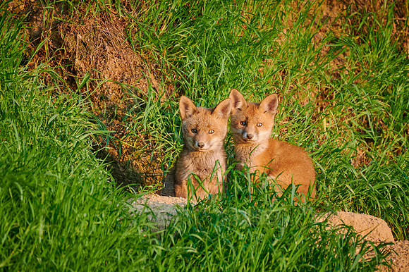 red fox (Vulpes vulpes), two fox pups in front of their den