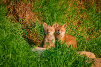 red fox (Vulpes vulpes), two fox pups in front of their den