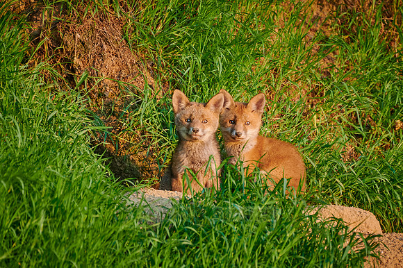 red fox (Vulpes vulpes), two fox pups in front of their den