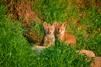 red fox (Vulpes vulpes), two fox pups in front of their den