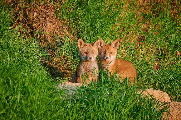 red fox (Vulpes vulpes), two fox pups in front of their den