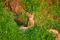 red fox (Vulpes vulpes), Fox puppy in front of den
