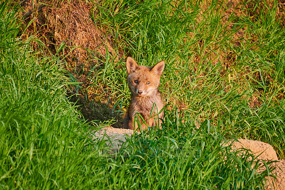 red fox (Vulpes vulpes), Fox puppy in front of den