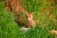 red fox (Vulpes vulpes), Fox puppy in front of den
