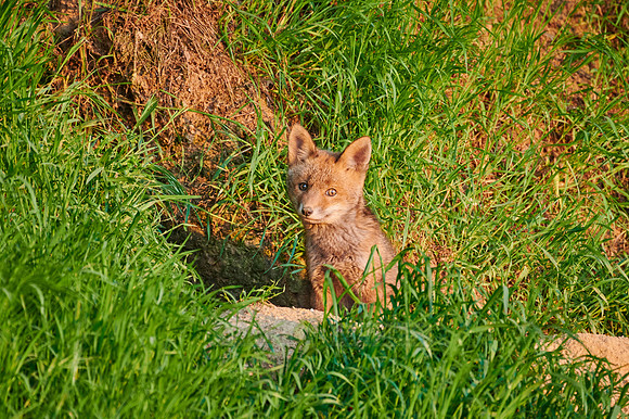 red fox (Vulpes vulpes), Fox puppy in front of den