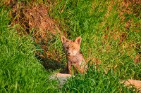 red fox (Vulpes vulpes), Fox puppy in front of den