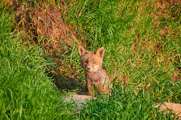 red fox (Vulpes vulpes), Fox puppy in front of den