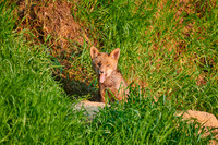red fox (Vulpes vulpes), Fox puppy in front of den