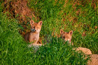 red fox (Vulpes vulpes), two fox pups in front of their den